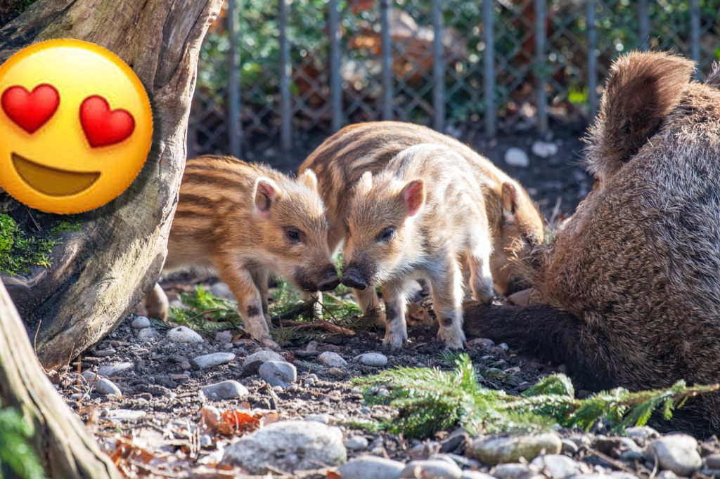 Wildschwein-Gewusel im Basler Zolli