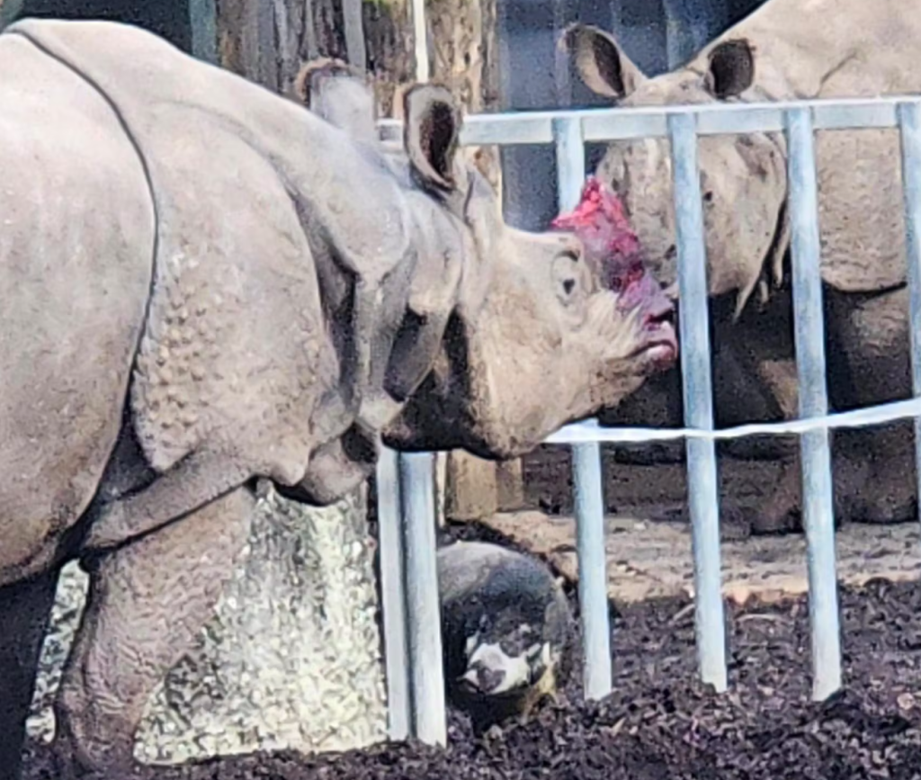 Unfall im Zolli: Nashorn spiesst Pustelschwein auf