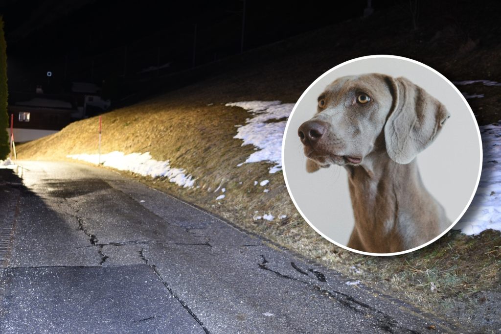 Hund an Leine von Bündner Jäger erschossen