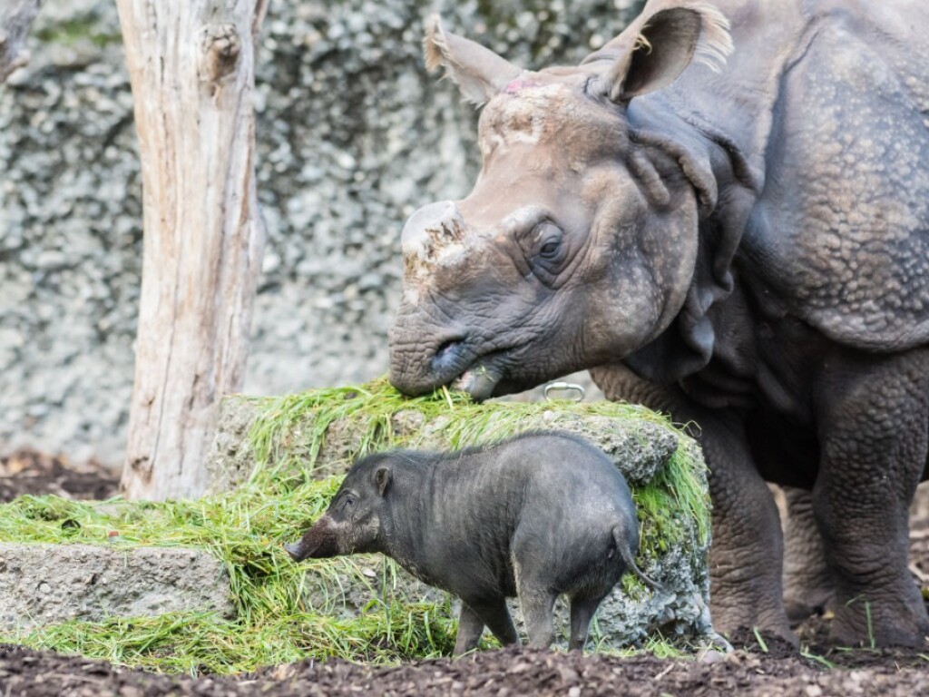 Unfall im Zolli: Nashorn spiesst Pustelschwein auf