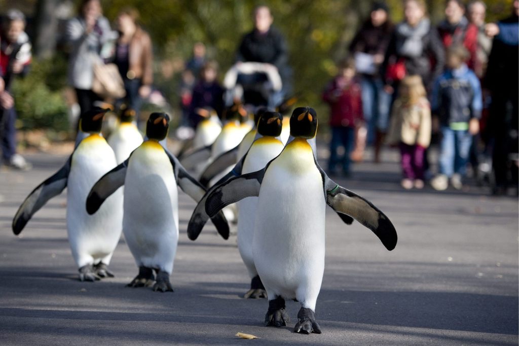 Letzte Chance, die Pinguine auf ihrem Spaziergang zu begleiten