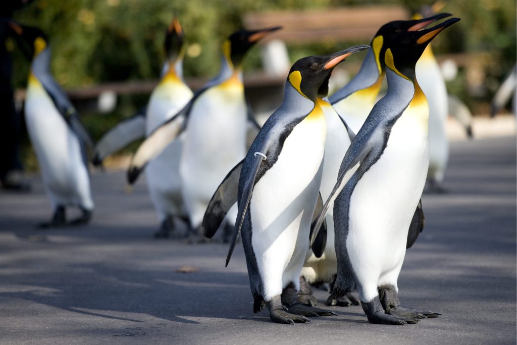 Letzte Chance, die Pinguine auf ihrem Spaziergang zu begleiten