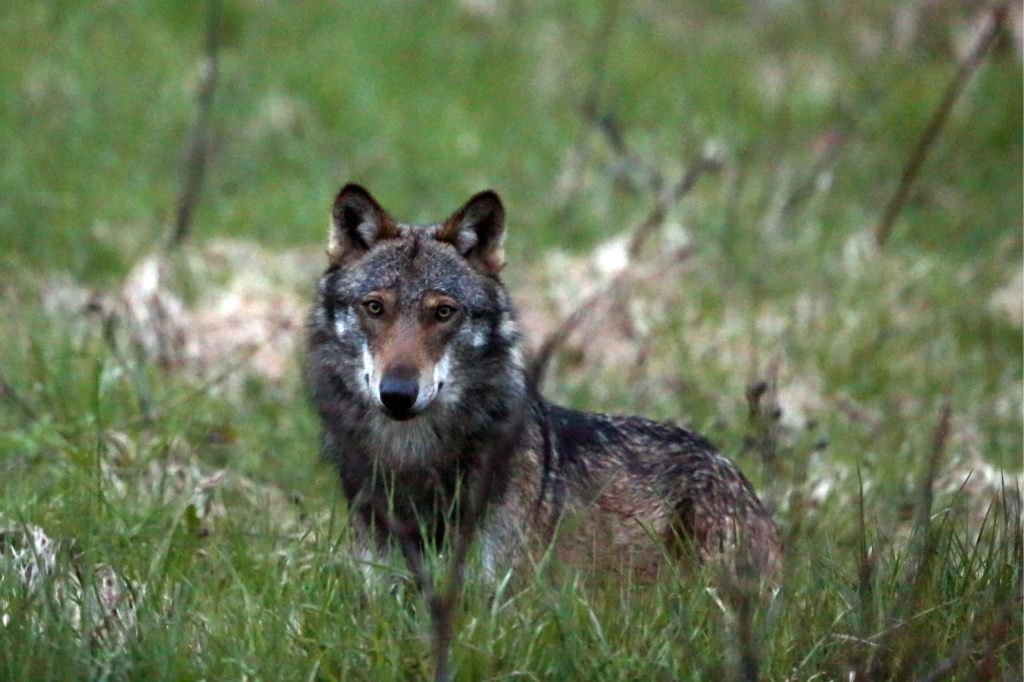 Studie zeigt: Die Hälfte der Bevölkerung ist gegen präventive Wolfsabschüsse