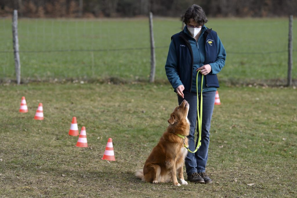Regierungsrat will Hunde-Erziehungskurse für Ersthaltende wieder einführen