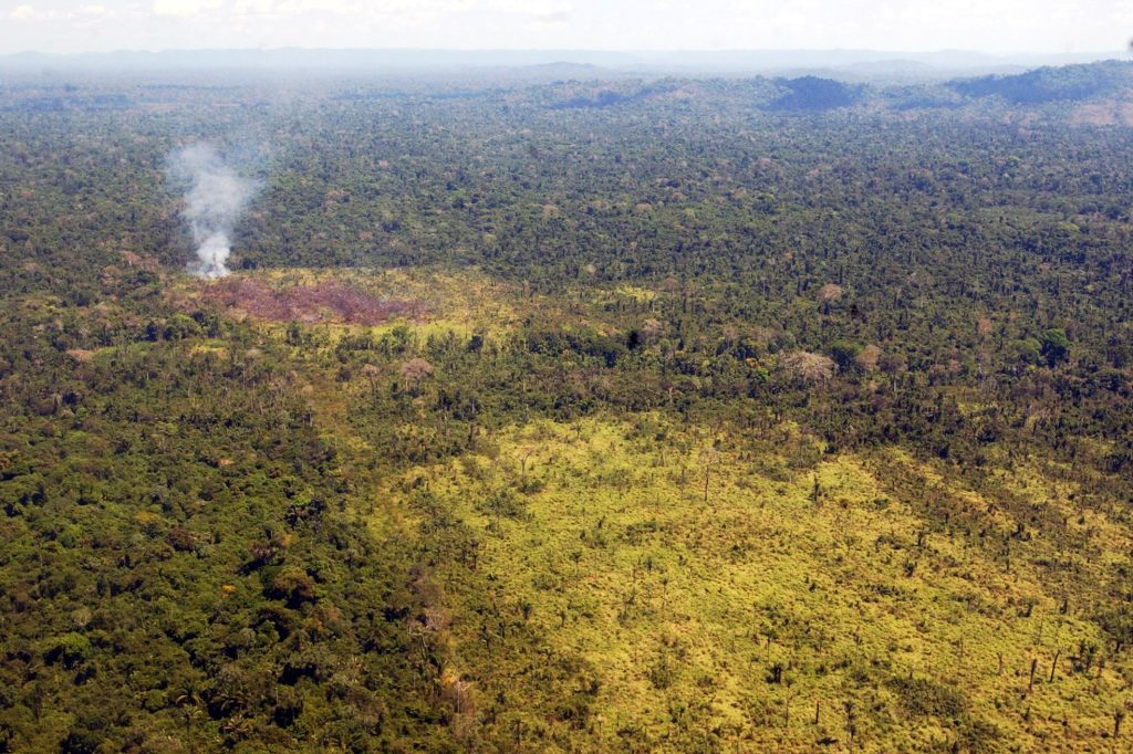 Abholzung im Amazonas-Regenwald deutlich gesunken