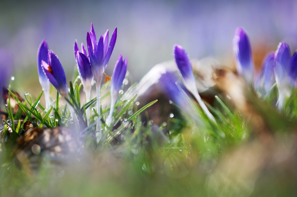 Warum die Meteorologen den Frühling vor den Astronomen starten