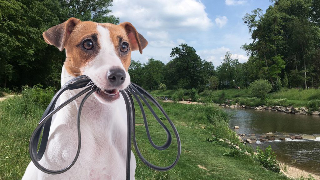 Zum Schutz der Wildtiere: Ab 1. April gilt wieder die Leinenpflicht für Hunde