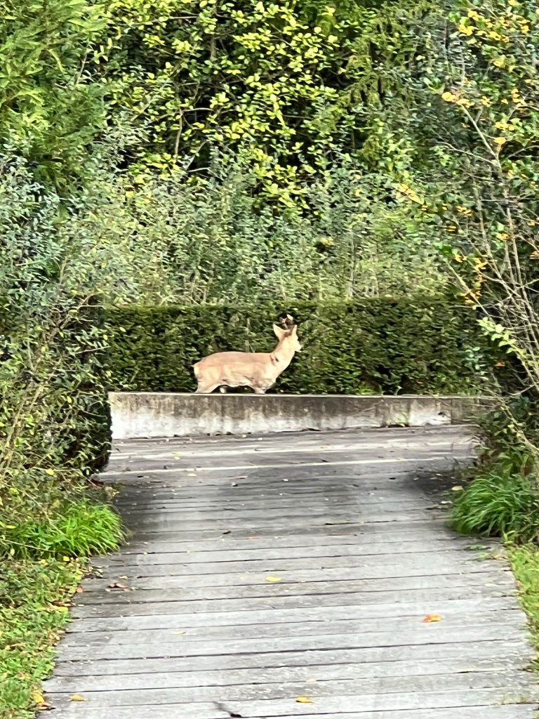 Die letzten Hörnli-Rehe wurden eingefangen