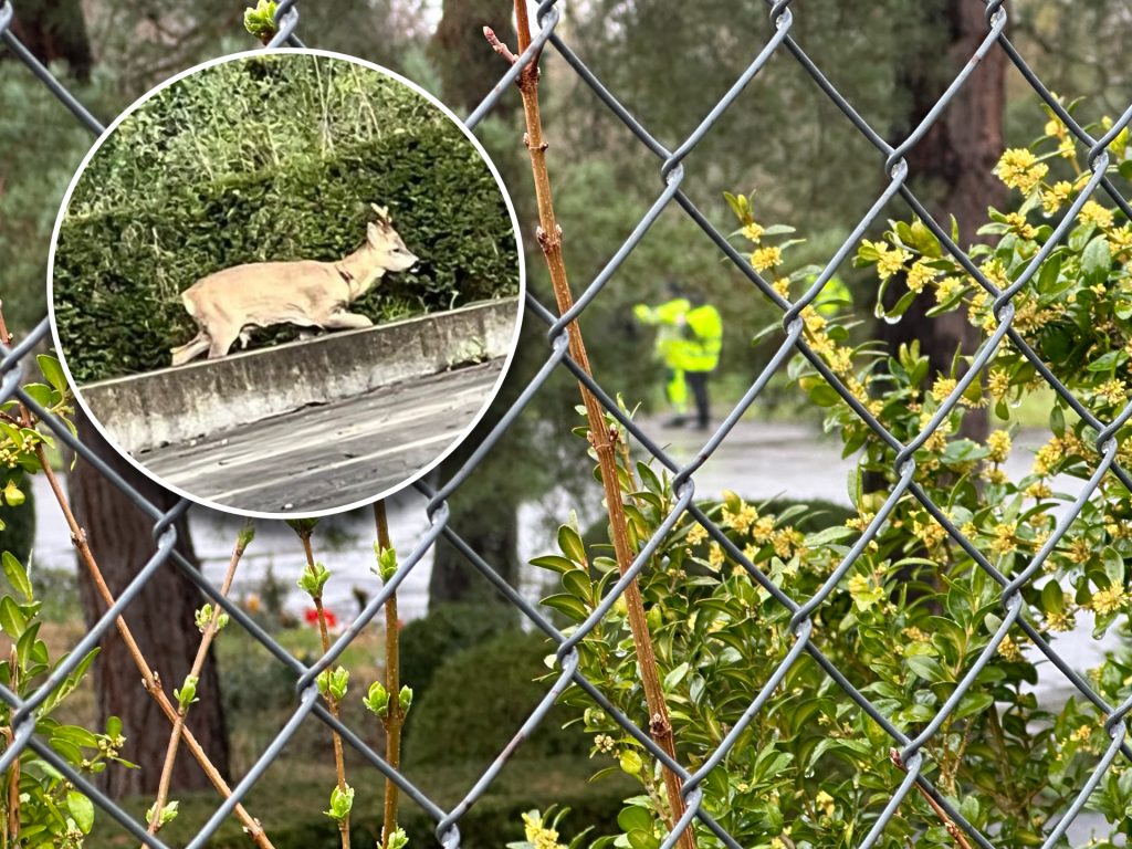 Die letzten Hörnli-Rehe wurden eingefangen