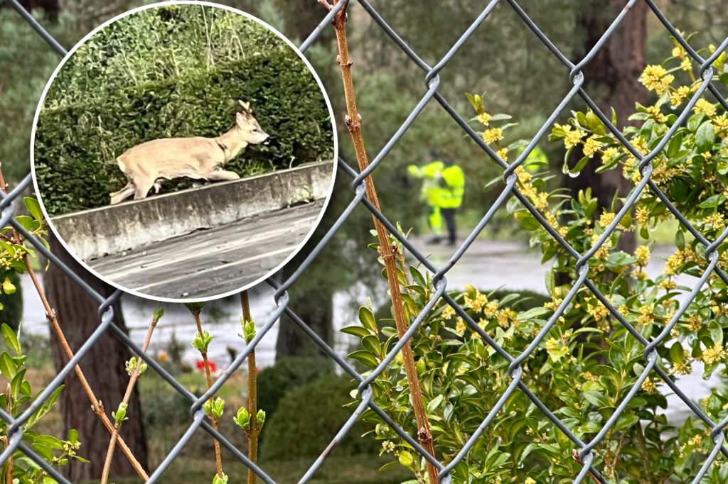 Die letzten Hörnli-Rehe wurden eingefangen