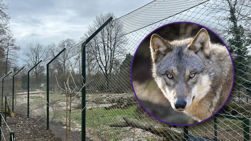 Tierpark Lange Erlen: Jetzt kommt der Wolf