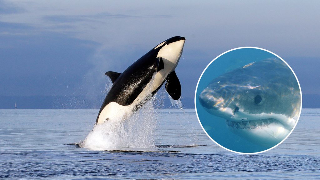 Ein einzelner Orca kann einen weissen Hai töten