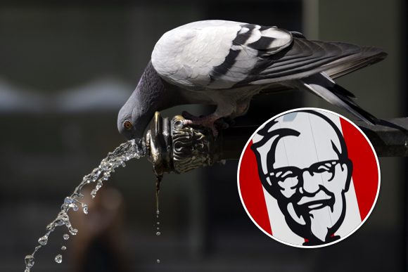 In neu eröffnetem KFC: Taube legt Ei auf Tisch