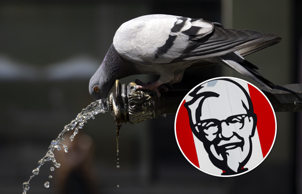 In neu eröffnetem KFC: Taube legt Ei auf Tisch