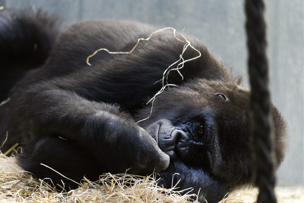 Nach Totgeburt im Zolli: Gorillamutter gibt ihr Jungtier ab