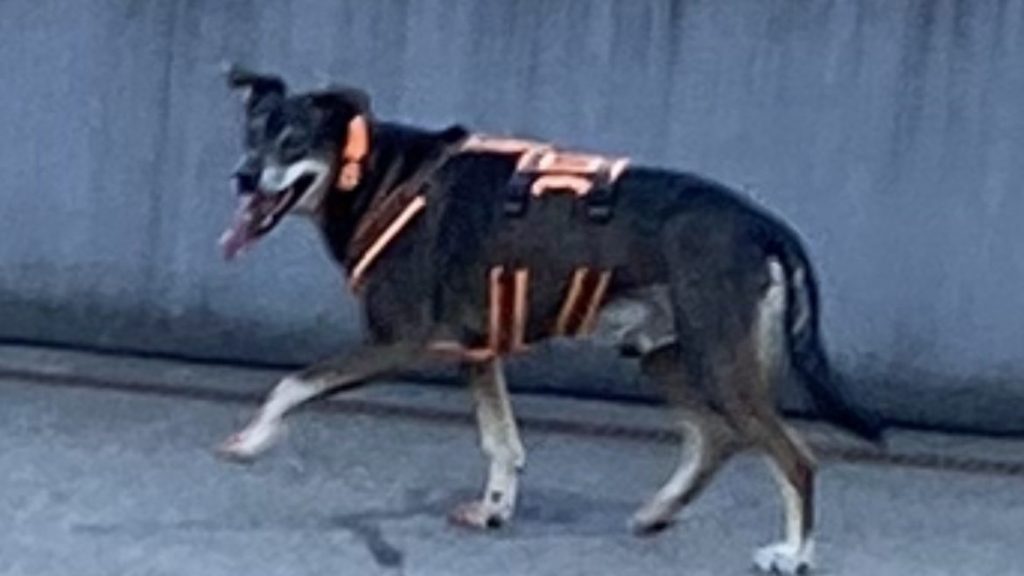Hund jagt und beisst Reh in Dornach – Halterin aufgetaucht