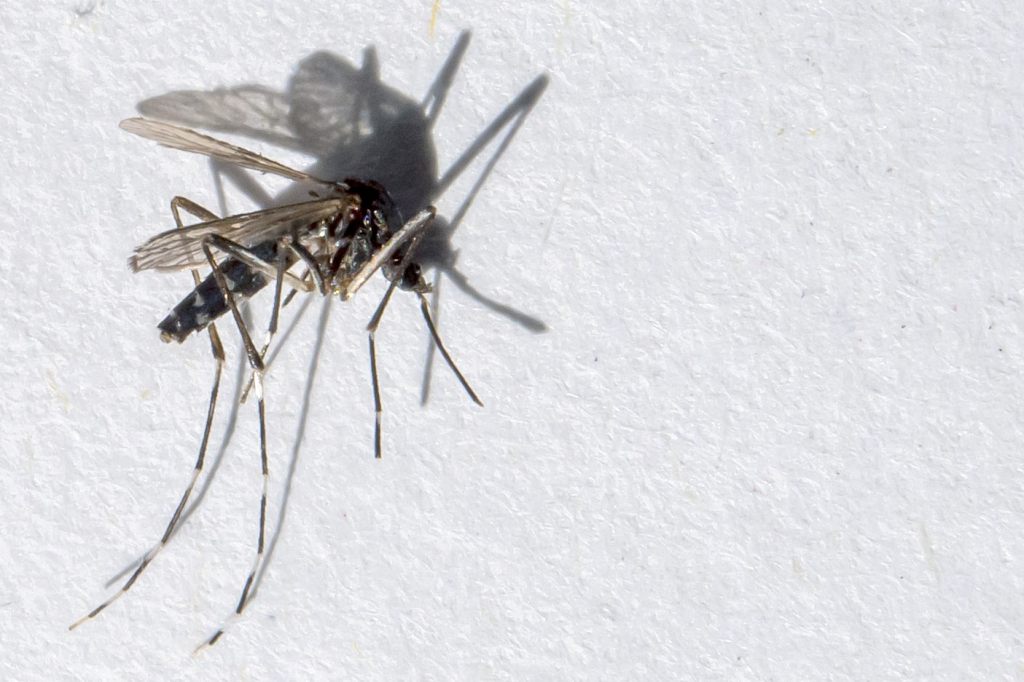 Neue Abholstellen für Mittel gegen Tigermückenlarven