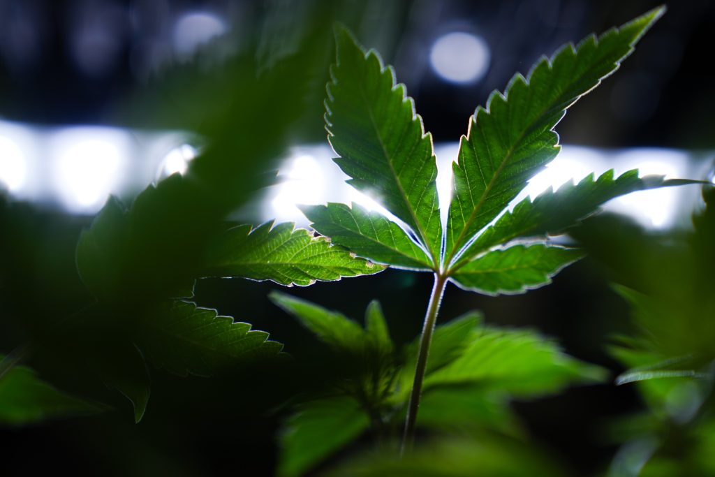 Cannabis-Legalisierung wird auch in der Schweiz wieder zum Thema