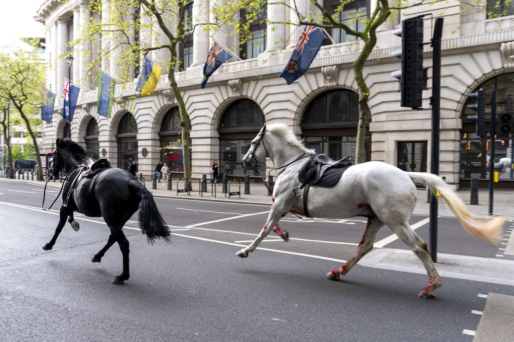 Entlaufene Pferde galoppieren durch Londoner Innenstadt
