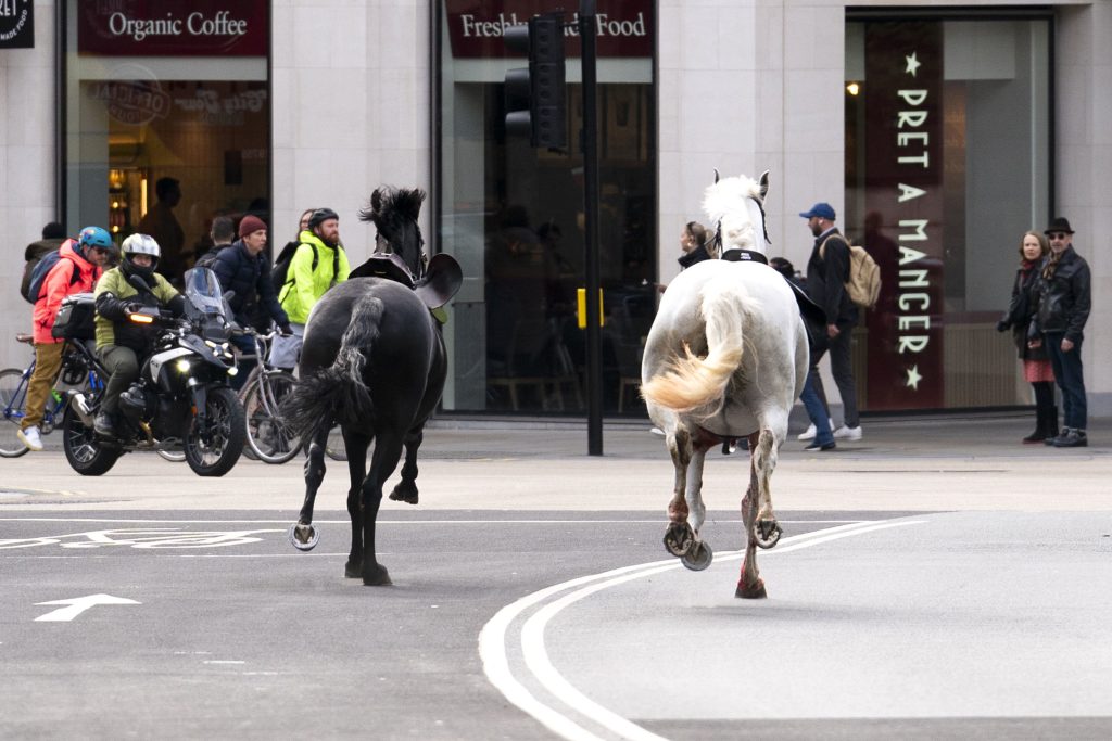 Nach wildem Galopp durch die Stadt: Zwei Pferde nach Vorfall in London operiert