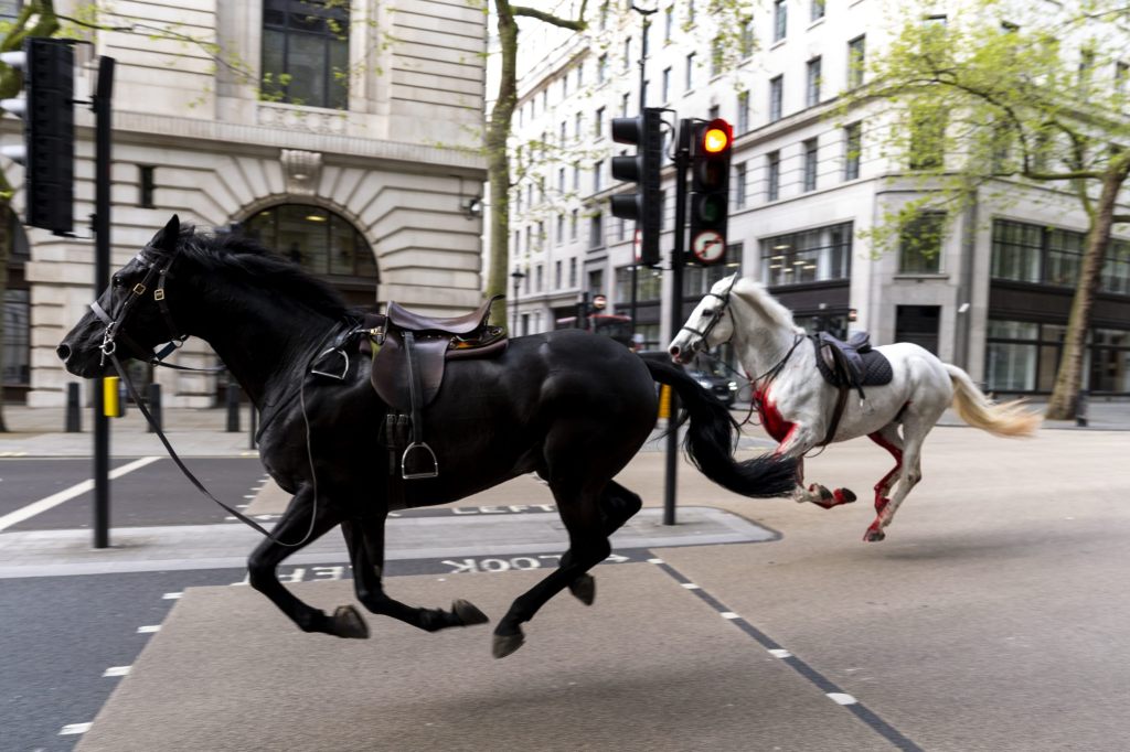 Nach wildem Galopp durch die Stadt: Zwei Pferde nach Vorfall in London operiert