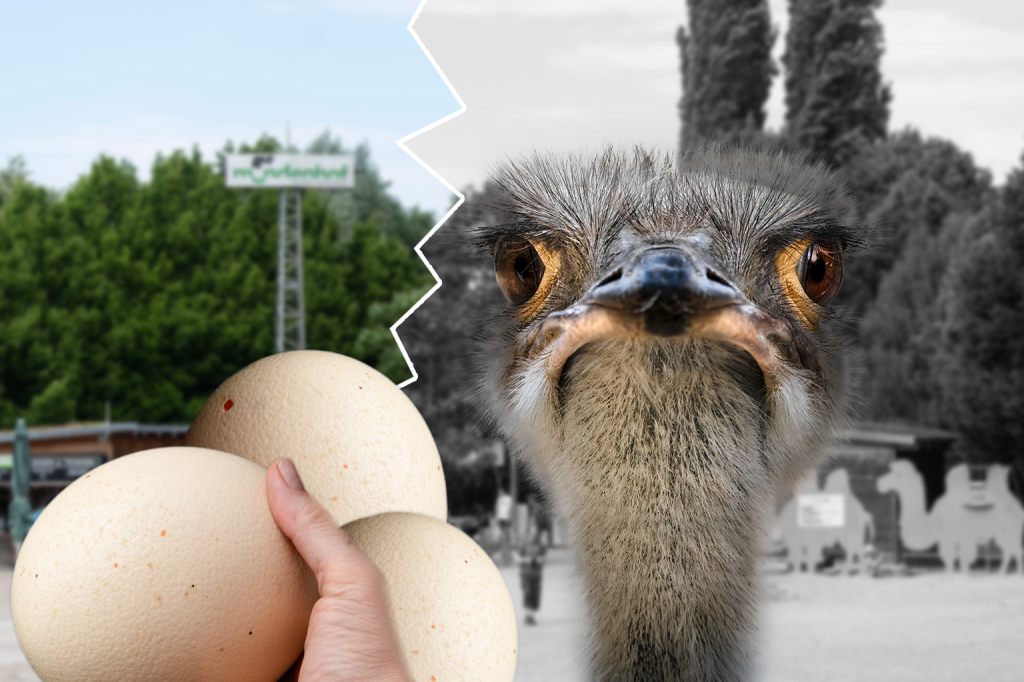 Eieiei! Fieser Diebstahl aus Straussen-Gehege im Freiburger Tierpark
