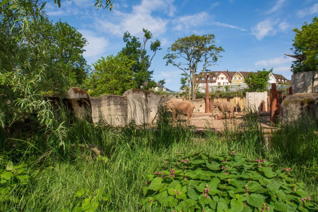 150 Jahre Stadt-Oase Zoo Basel