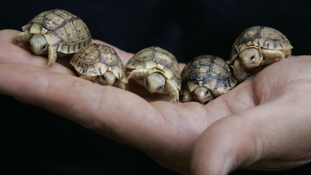 Über 40 Schildkröten im Tierheim abgegeben – Stiftung TBB Schweiz appelliert an Halter