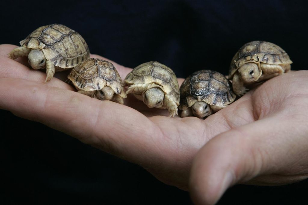 Über 40 Schildkröten im Tierheim abgegeben – Stiftung TBB Schweiz appelliert an Halter