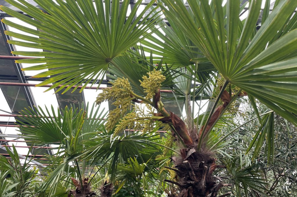 Fragwürdiges Palmenverbot fördert unkontrollierte Ausbreitung