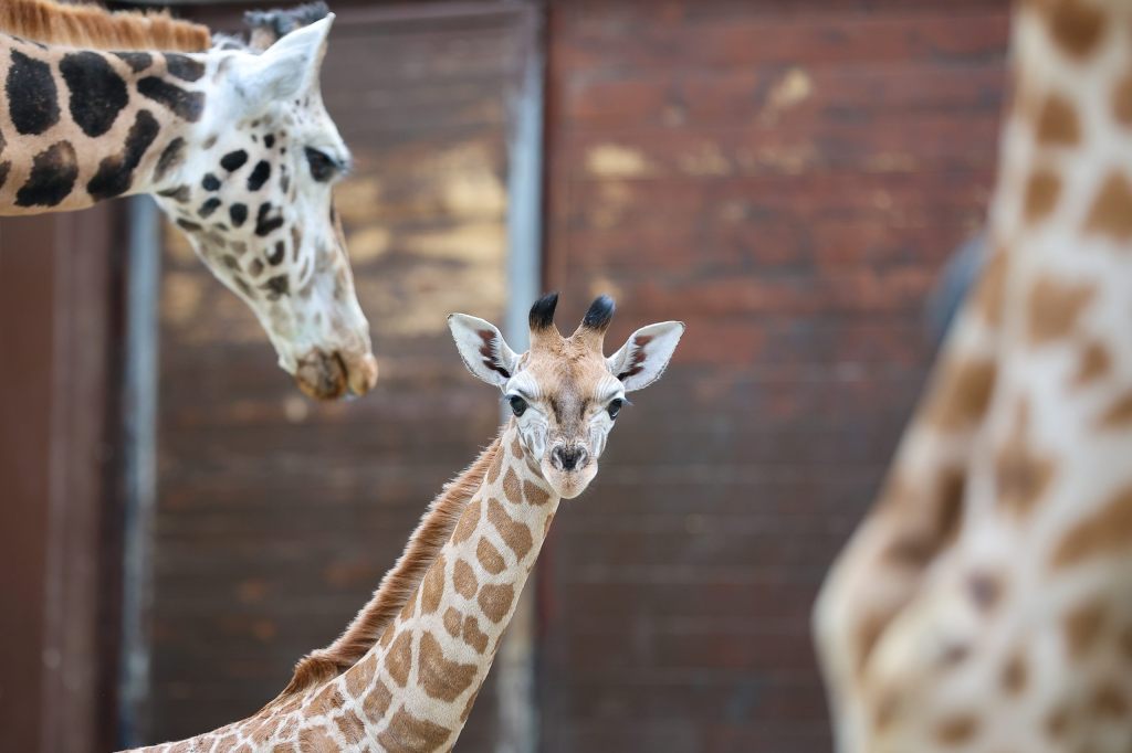 Viele Neuankömmlinge: Zolli freut sich unter anderem über eine Giraffengeburt