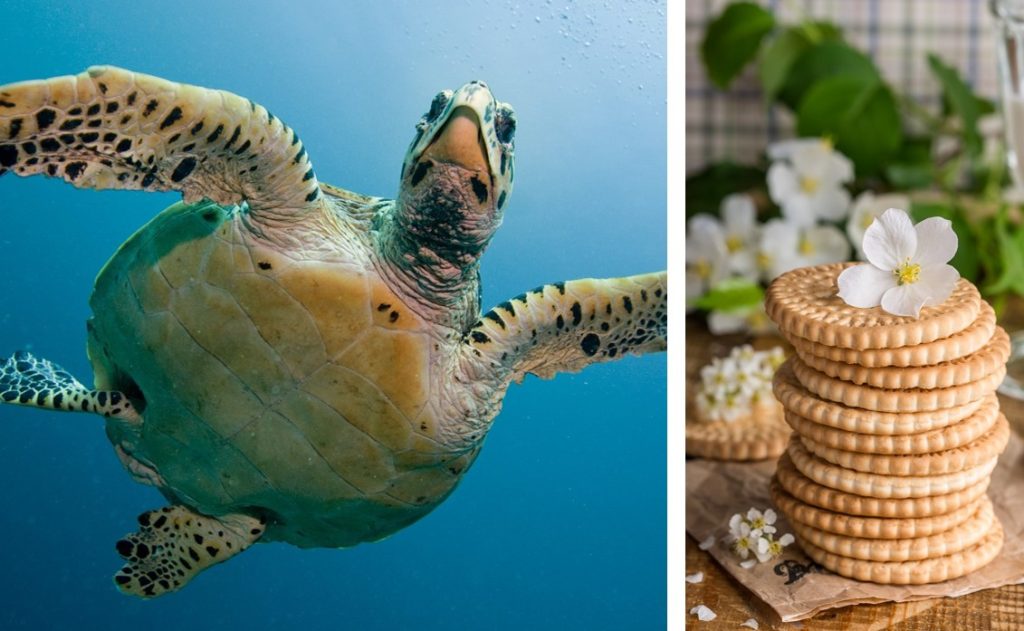 Back-Tipps für den freien Tag: Von kleinen Schildkröten und Blumentopf-Muffins