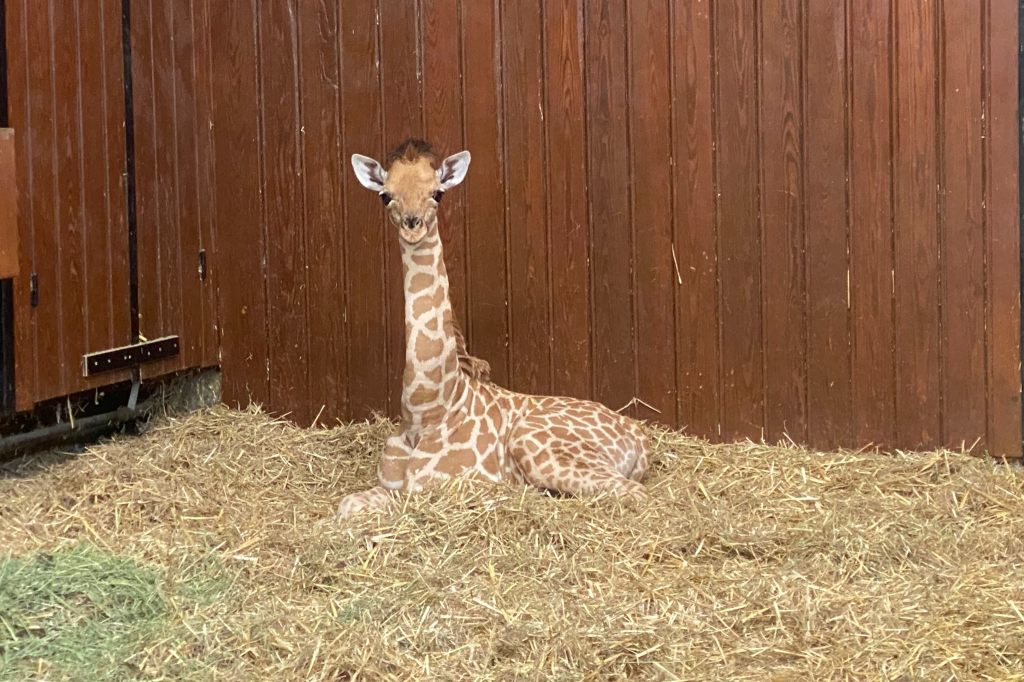 Jöööööö! Hier entdeckt Vizuri das Zolli-Gehege