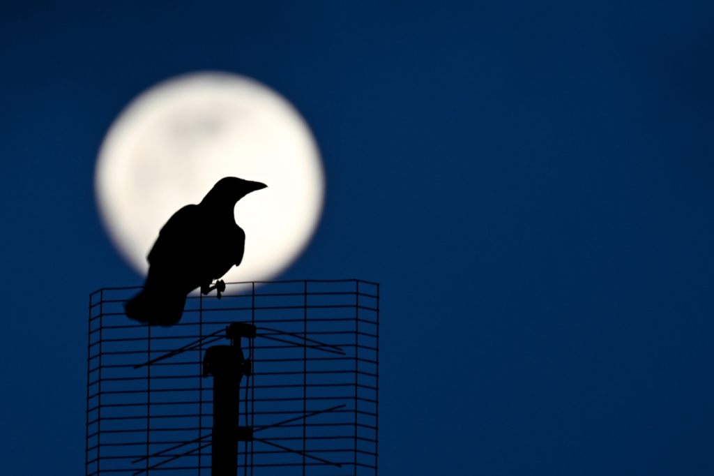 Vögel ohne Ende: Basel kräht aus dem letzten Loch