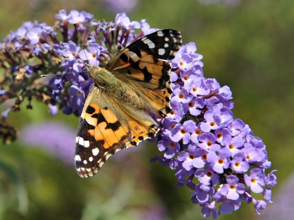 Basler Grüne lancieren Initiative für Biodiversität