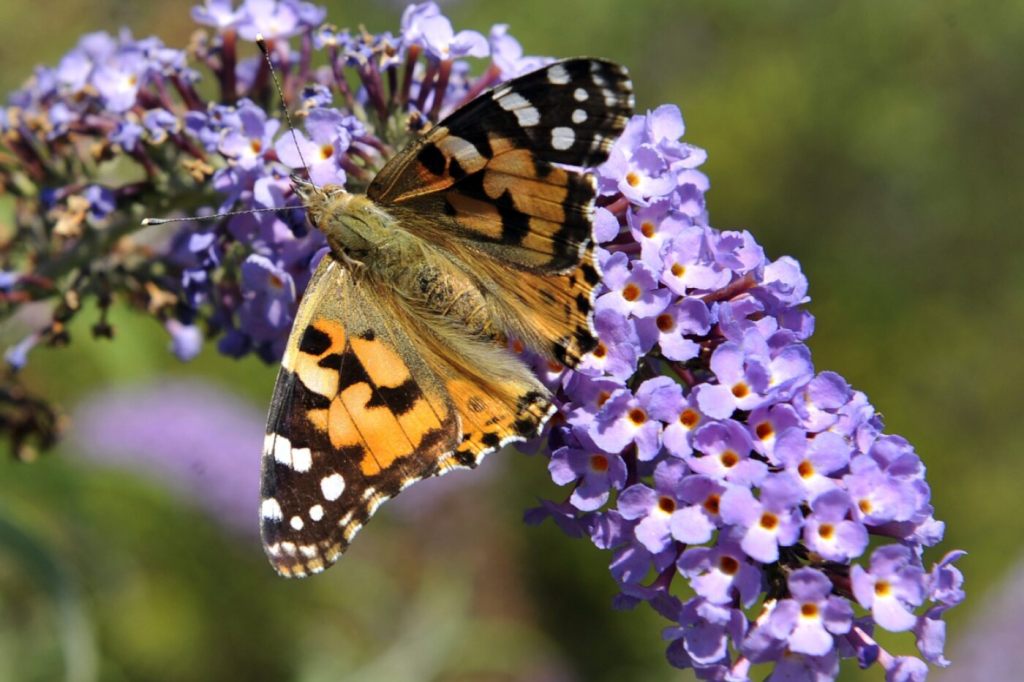 Basler Grüne lancieren Initiative für Biodiversität