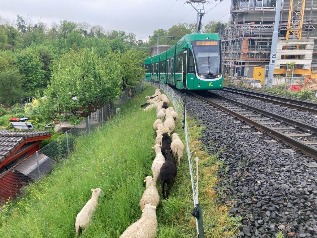 Am Jakobsberg sind wieder die Schafe los