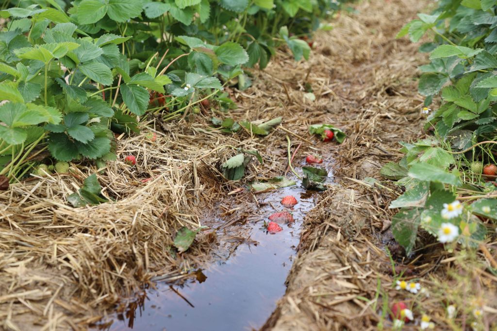Erdbeer-Ernte fällt ins Wasser: «Wir müssen aktuell etwa 40 Prozent wegwerfen»