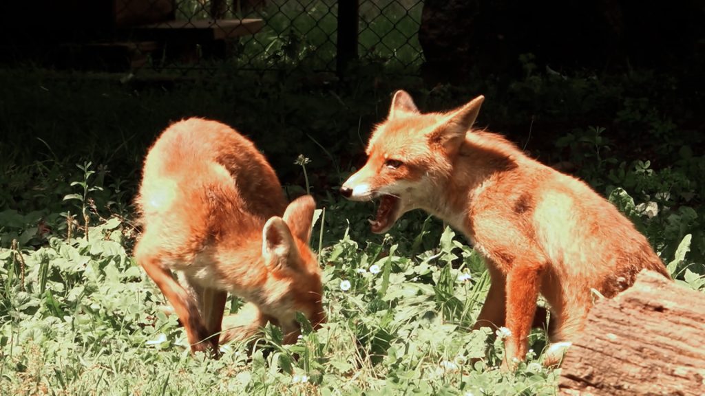 Mehrfacher Jööö-Faktor im Tierpark Lange Erlen