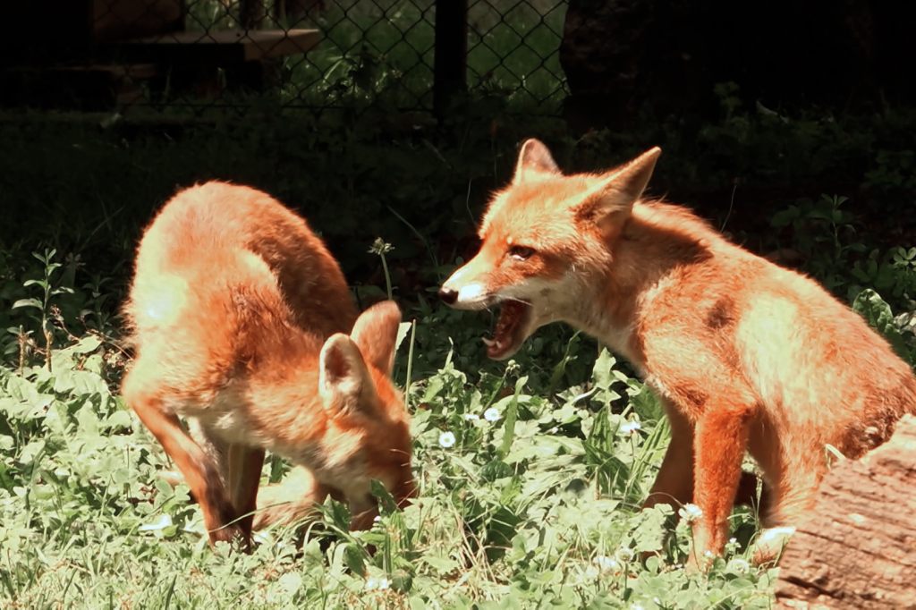 Mehrfacher Jööö-Faktor im Tierpark Lange Erlen