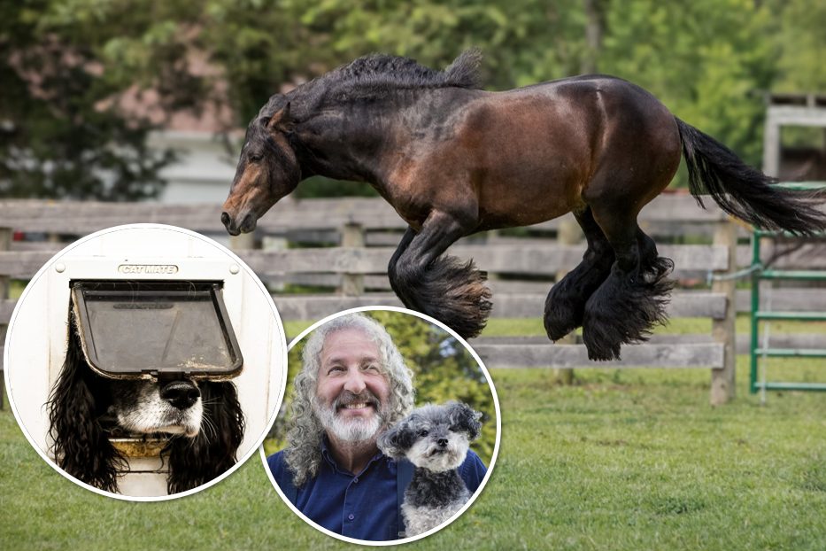 Das sind die Gewinner der Comedy Pet Awards
