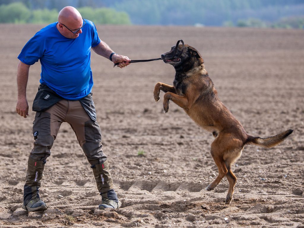 Basel-Stadt führt die Kurspflicht für Hundehalter wieder ein