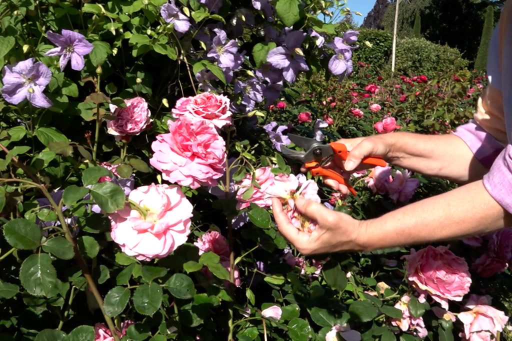 «Gar nicht so kompliziert» &#8211; so kümmerst du dich richtig um deine Rosen
