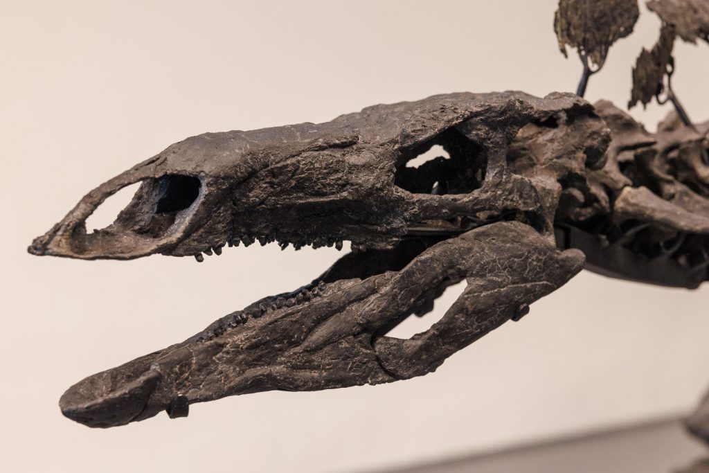 Dino-Skelett bringt bei Auktion Rekordsumme