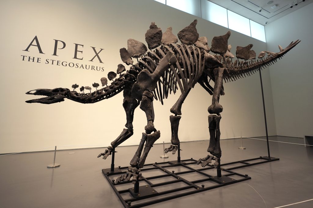 Dino-Skelett bringt bei Auktion Rekordsumme