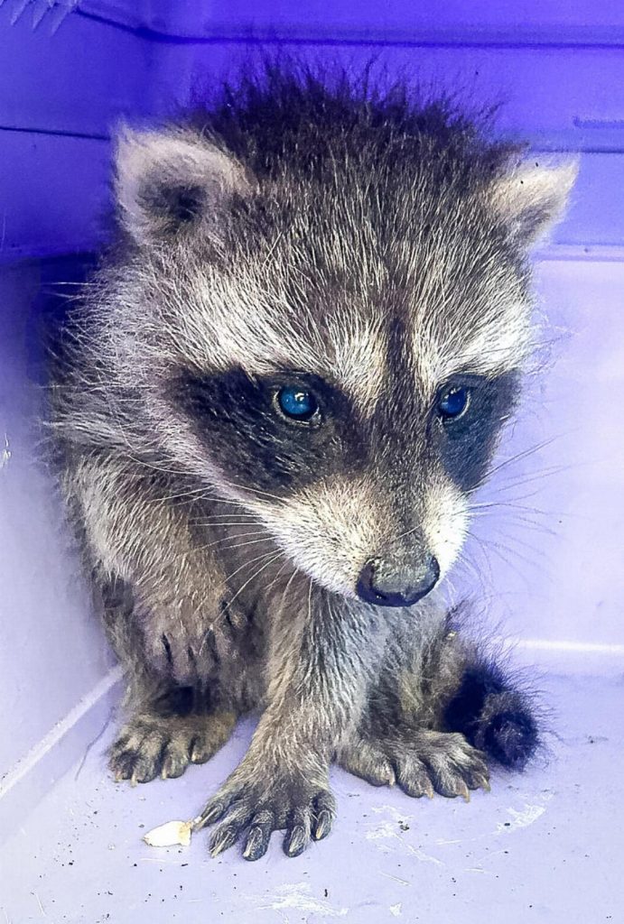 Trotz Platz im Tierpark: Waschbär-Jungtier wird eingeschläfert