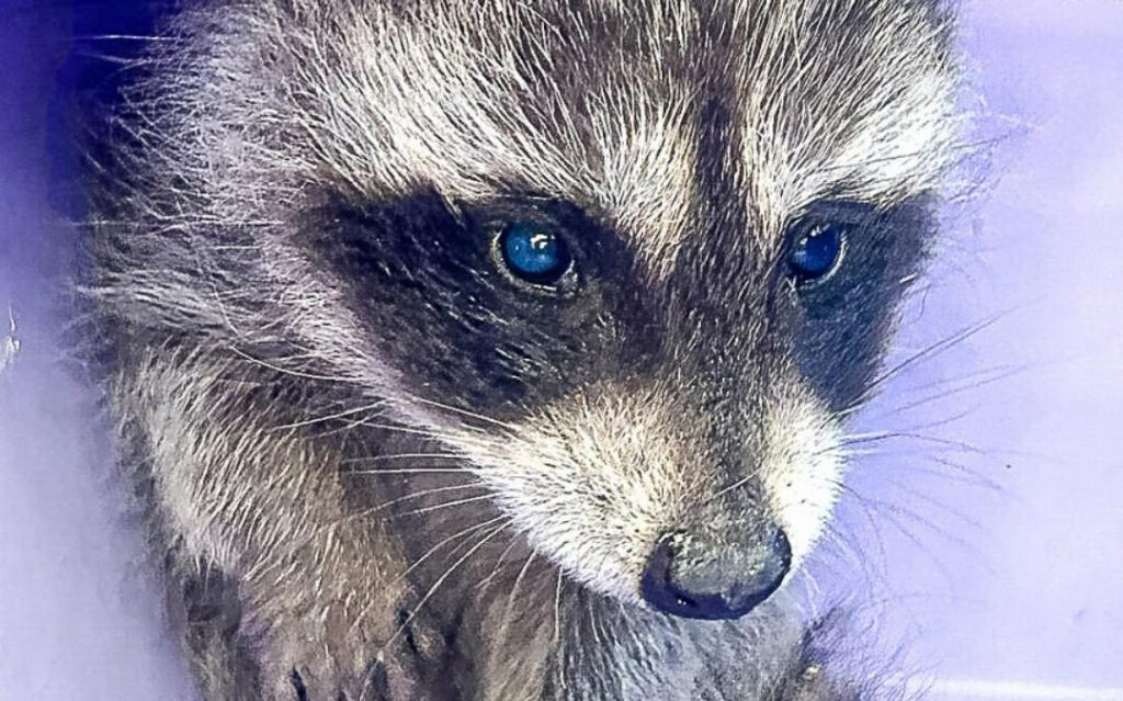 Trotz Platz im Tierpark: Waschbär-Jungtier wird eingeschläfert