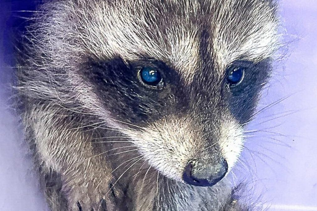 Trotz Platz im Tierpark: Waschbär-Jungtier wird eingeschläfert