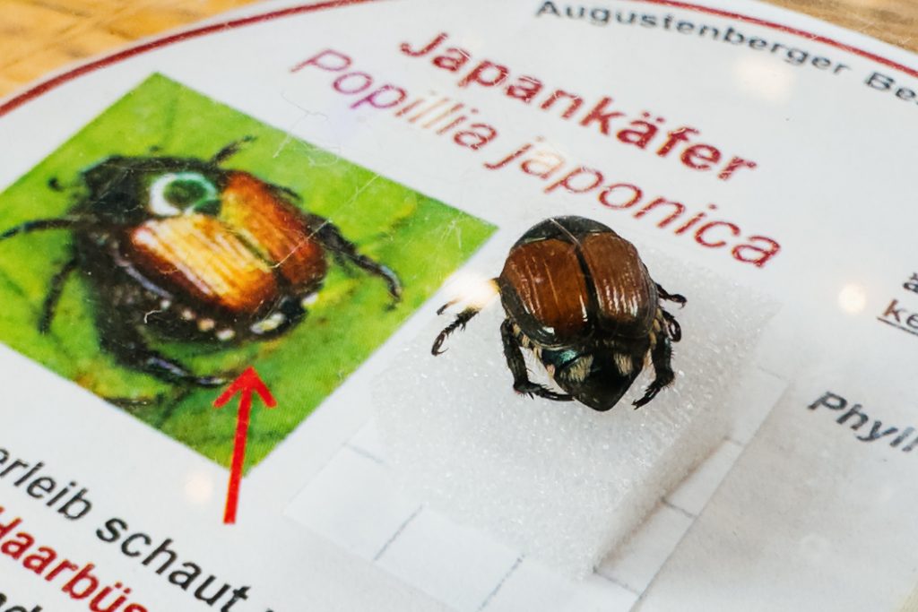 Ende der Hauptflugsaison des Japankäfers steht endgültig vor der Tür