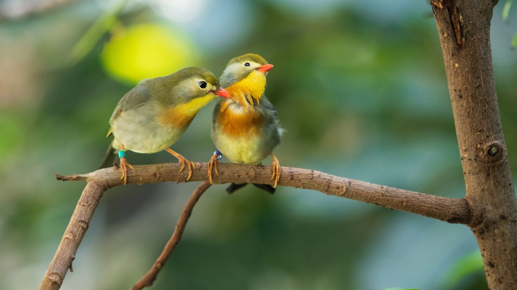 Zolli Basel feiert ein Jahr Vogelwelten